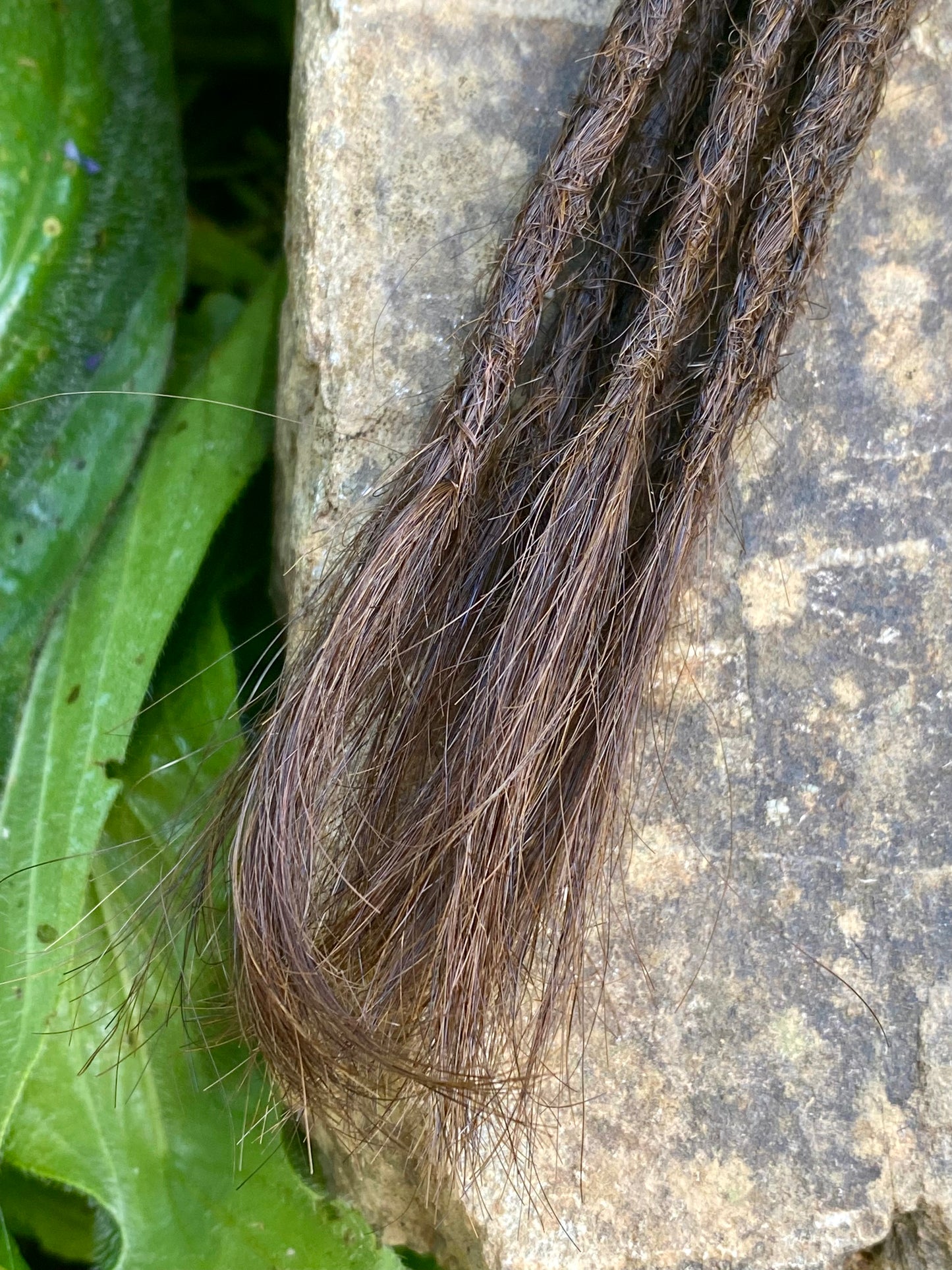 10 European Human Hair Dreadlocks in Medium Brown #5C